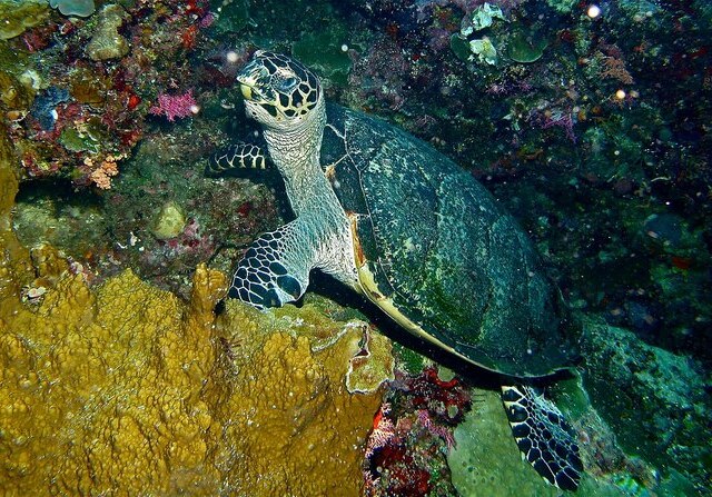 Tortue imbriqu&eacute;e 4