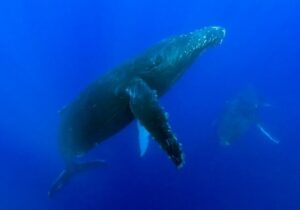 baleine-a-bosse