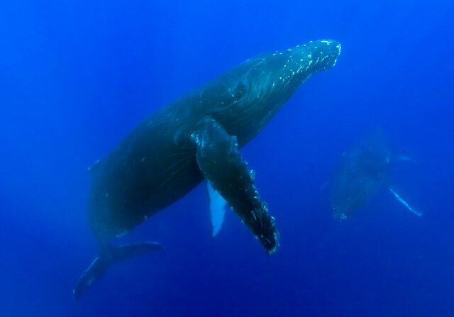 baleine-a-bosse