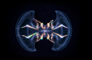 ctenophore