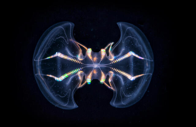 ctenophore