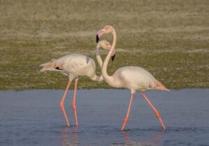 flamant-rose