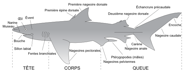 requin-anatomie