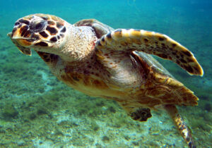 tortue-imbriqu&eacute;e