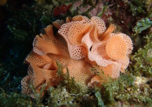 dentelle-de-neptune