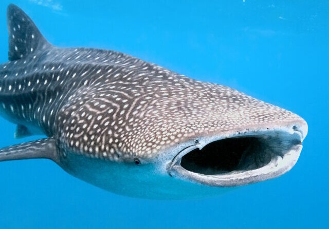 Requin baleine-2