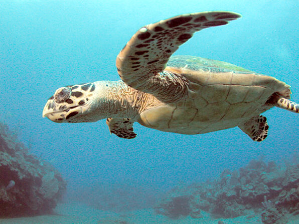 tortue-imbriquee3
