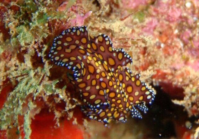 vers-marins-ver-plat-leopard-