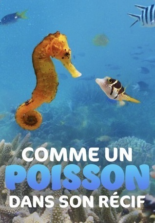 comme un poisson dans son r&eacute;cif