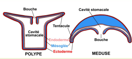 Formes des cnidaires